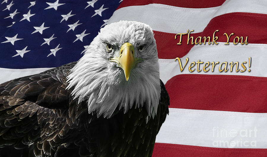 American Bald Eagle HAPPY Veterans Day!!
