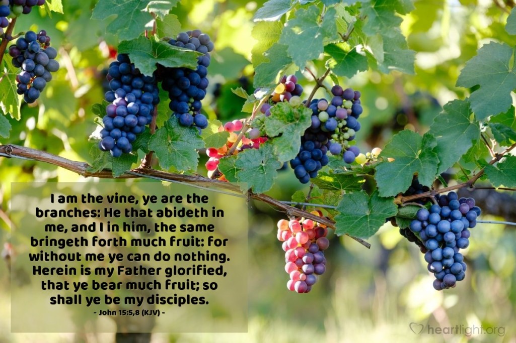 JESUS-YESHUA SAITH I AM the VINE HALLELUJAH and AMEN!!
